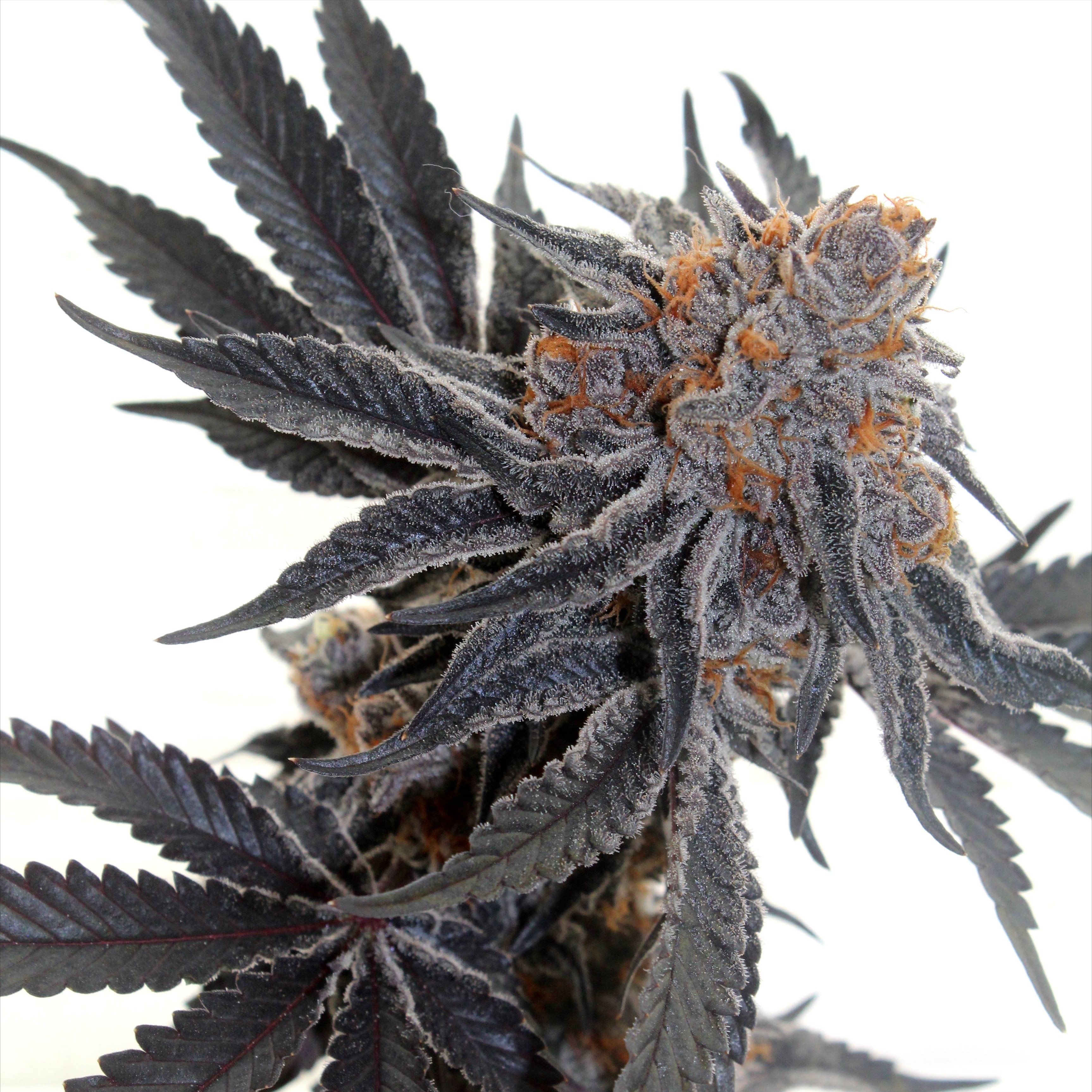 Elev8 Seeds Sherbet Cookies Leafly